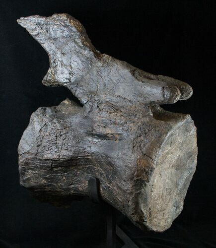 Massive Diplodocus Caudal Vertebra - Dana Quarry #10106